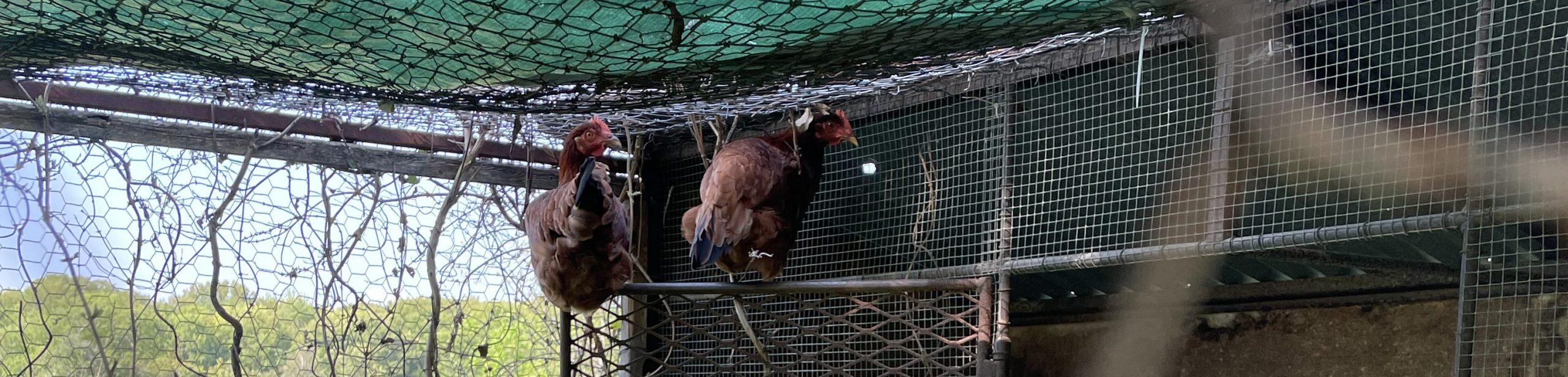 Chickens