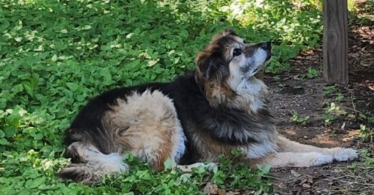 A Dog and Her Rabbit