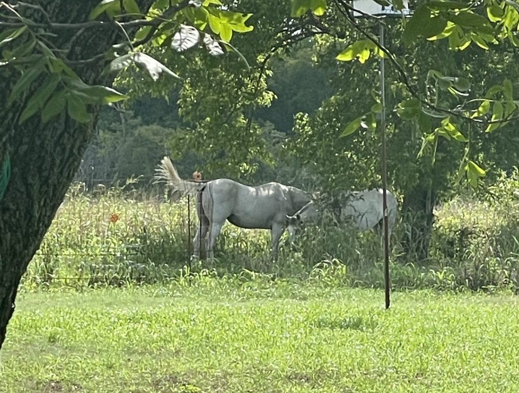 Horses at Blue Dragon Hollow