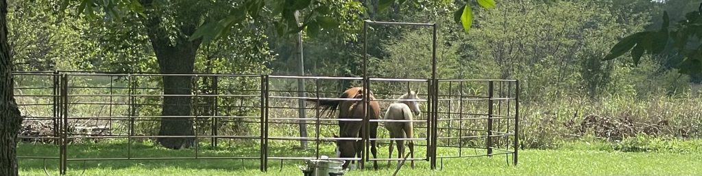 horses in round pen