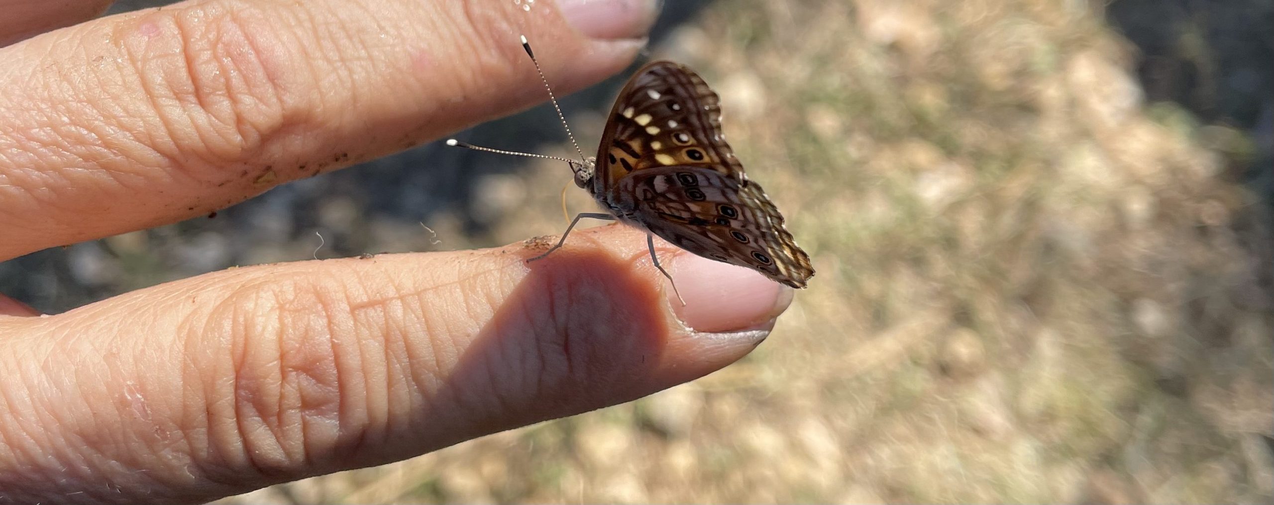 Hackberry Emperor