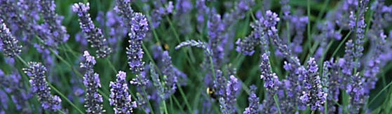Grosso Lavender