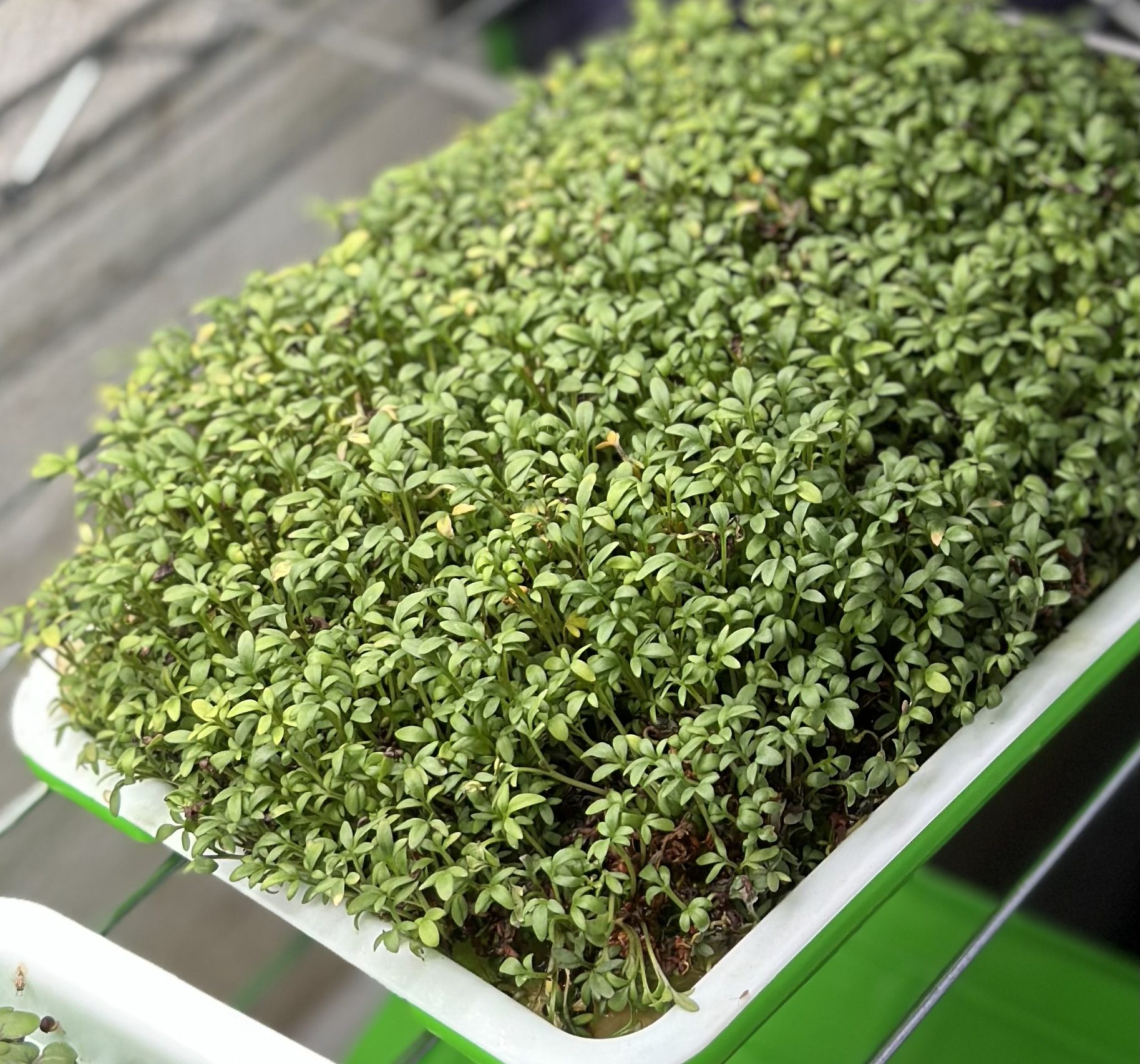Microgreens