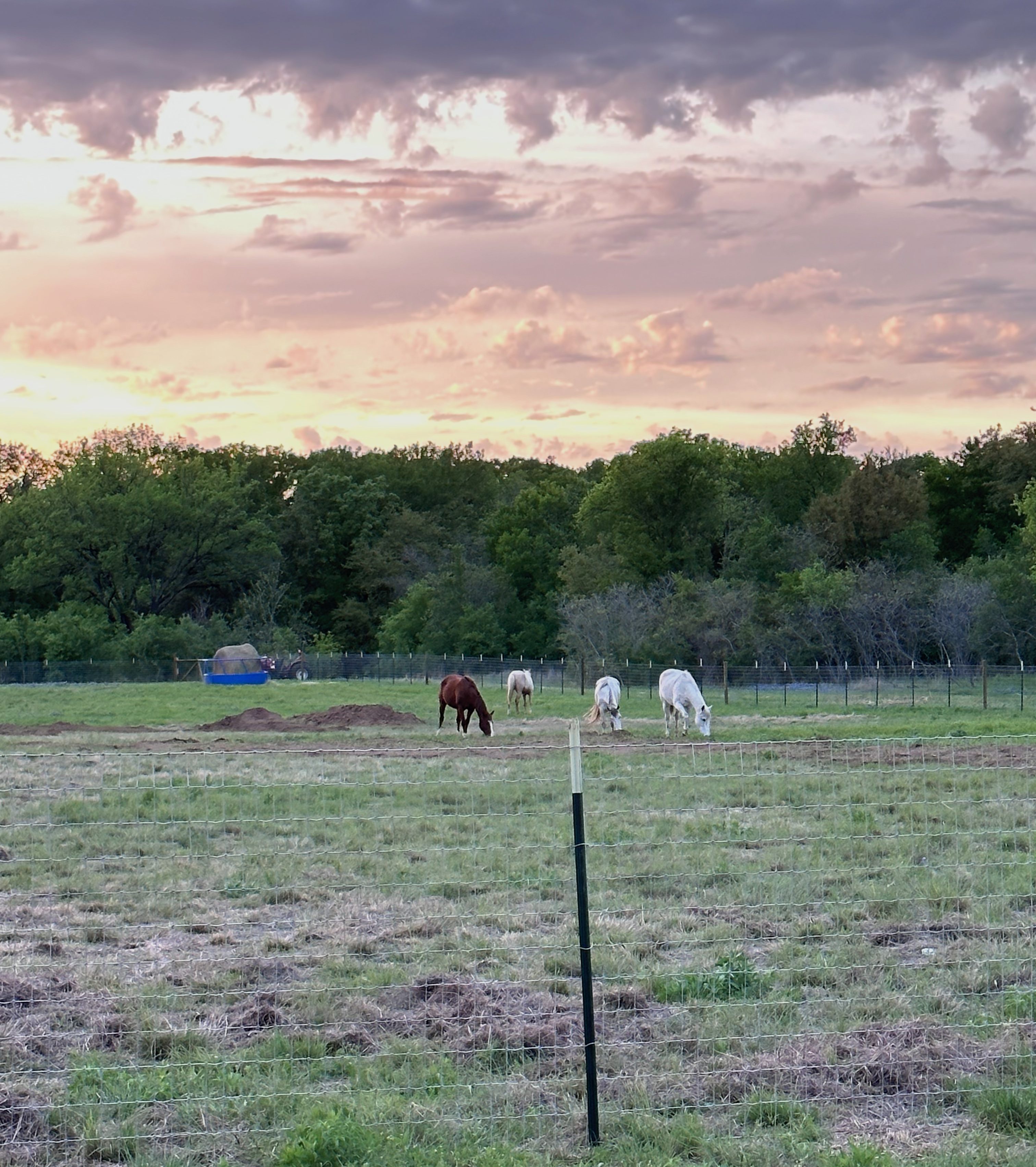 Horses in turnout at Blue Dragon Hollow