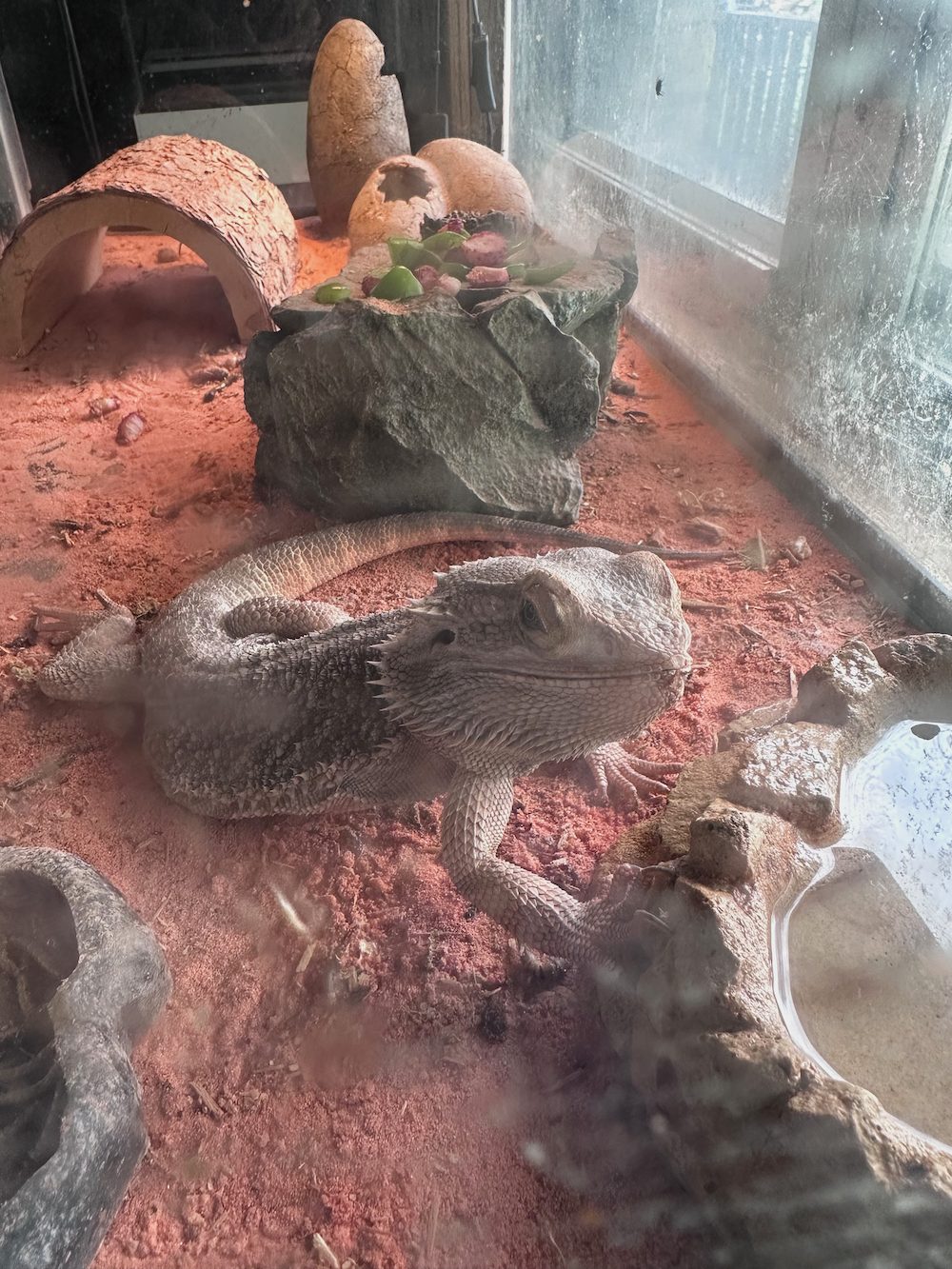 jerry, the bearded dragon