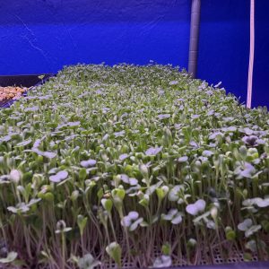 Lettuce — Mesclun Mix