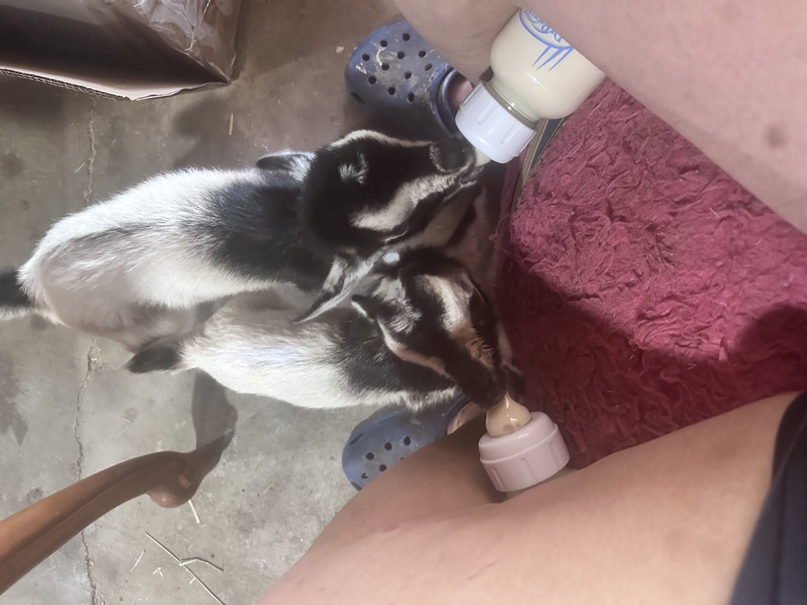 The two rejected doelings drinking from bottles on my lap