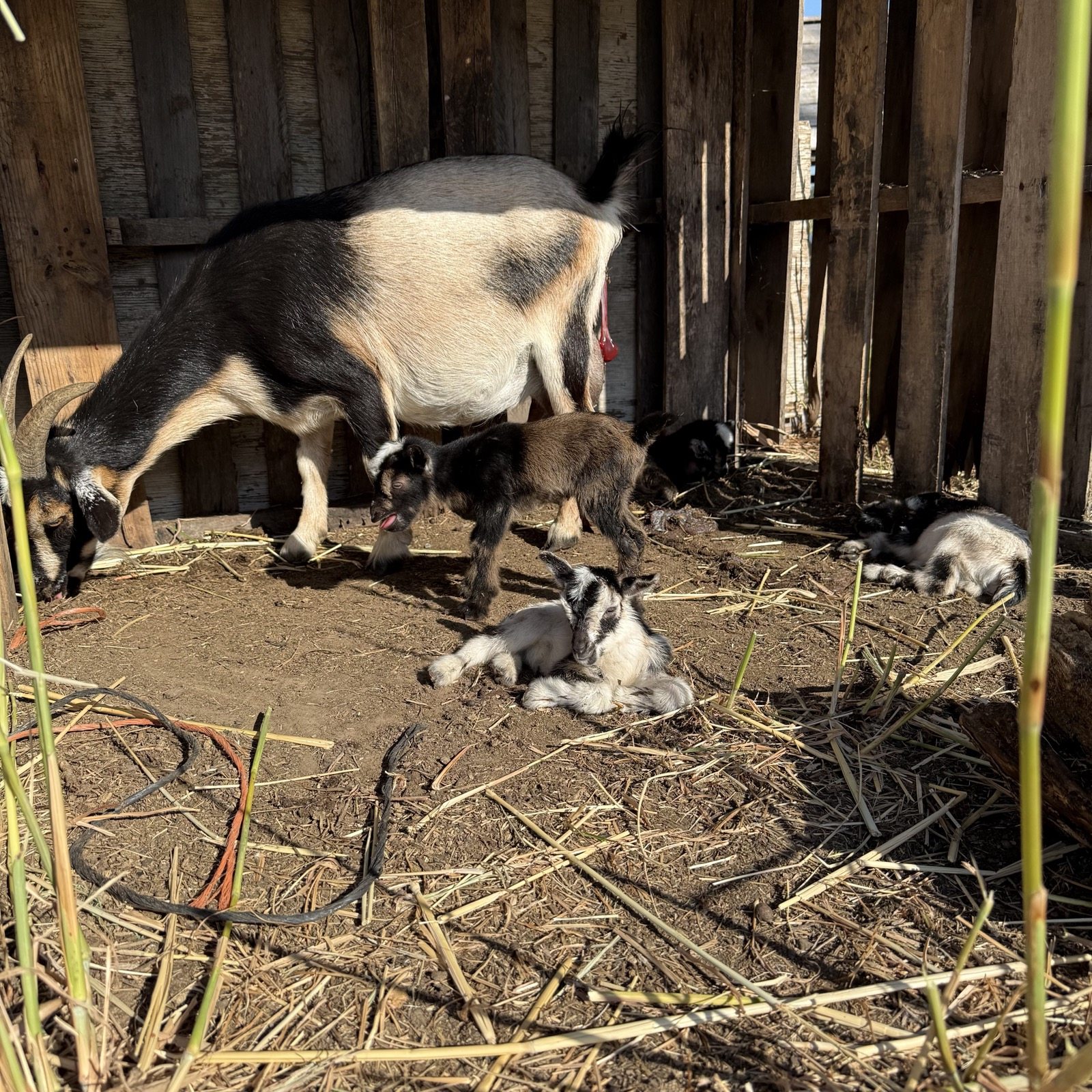 Daisy in the stall with her four newborn kids on the straw